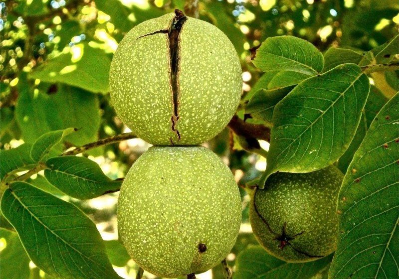 Kdy a jak správně kácet ořech?