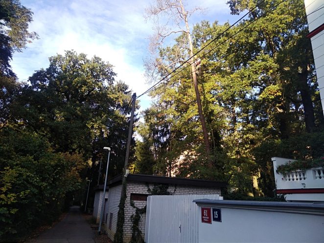 Rizikové kácení stromu: Praha