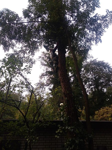 Rizikové kácení stromu: Praha