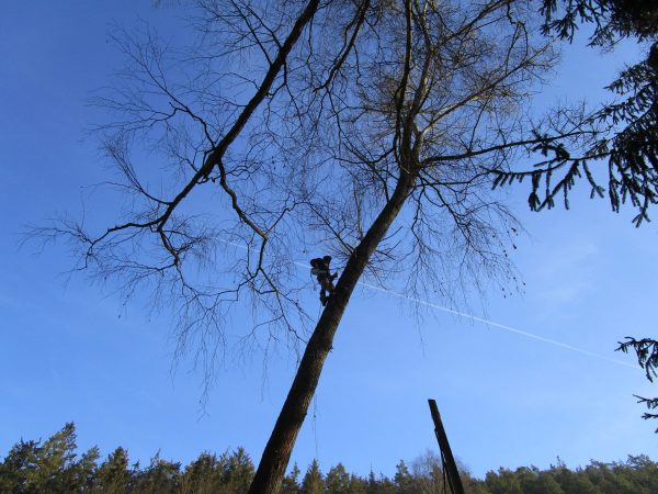 Rizikové kácení stromu: Mostecký mlýn