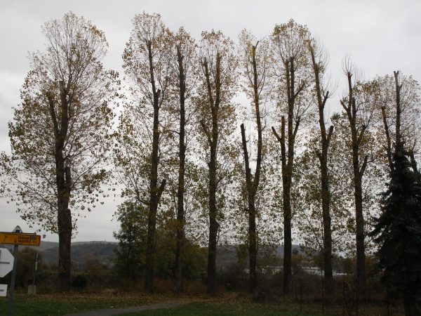 Rizikové kácení a prořez stromů: Praha – Radotín