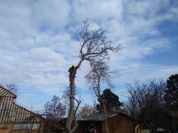 Rizikové kácení ořešáku: Praha