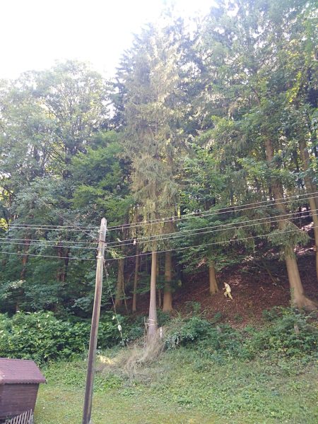 Rizikové kácení stromů: liberecký kraj