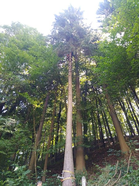 Rizikové kácení stromů: liberecký kraj