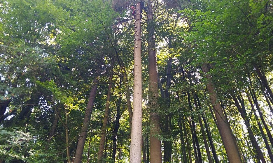 Rizikové kácení stromů: liberecký kraj