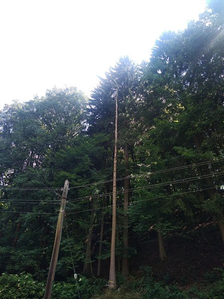 Rizikové kácení stromů: liberecký kraj