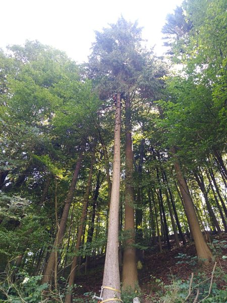 Rizikové kácení stromů: liberecký kraj