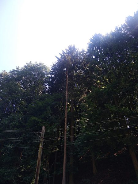 Rizikové kácení stromů: liberecký kraj