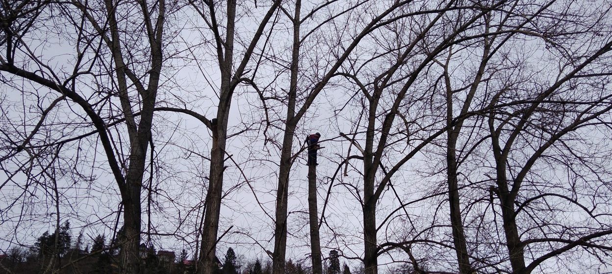 Kácení stromů bez povolení: Co vám hrozí?