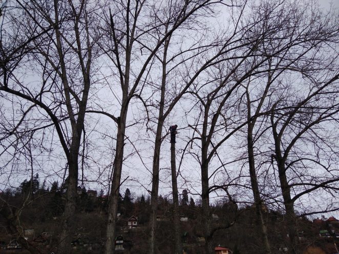 Kácení stromů bez povolení: Co vám hrozí?