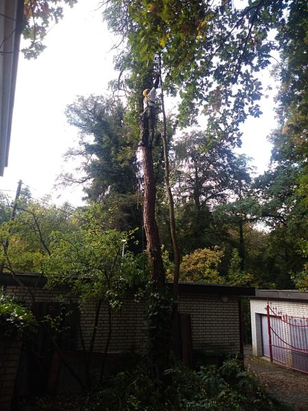 Rizikové kácení stromu: Praha