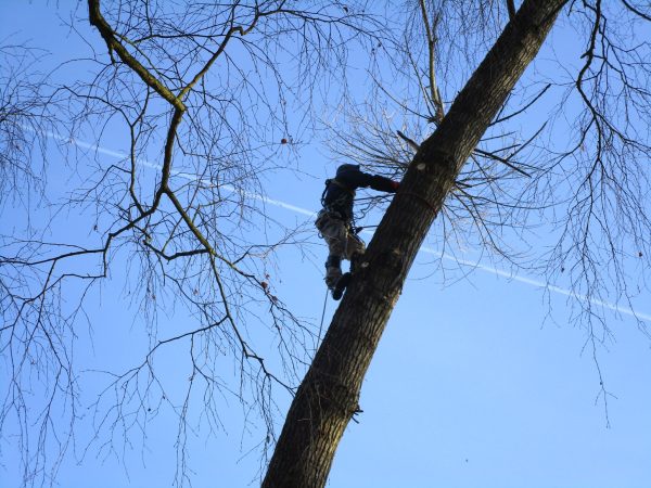 Rizikové kácení stromu: Mostecký mlýn