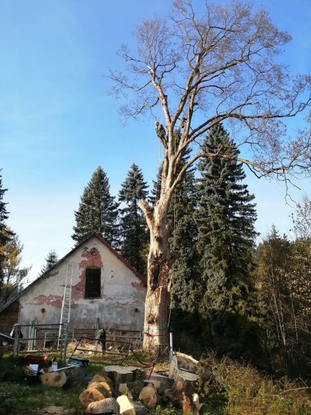 Rizikové kácení stromu, Tample