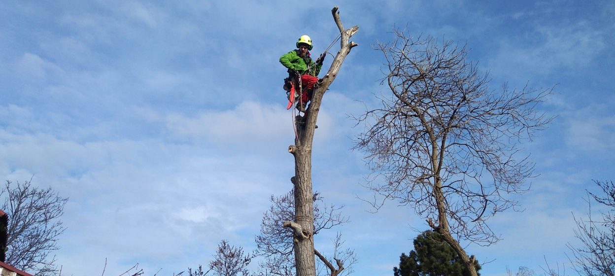Co je rizikové kácení a kdy volat profesionály