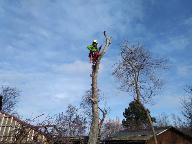 Co je rizikové kácení a kdy volat profesionály