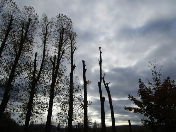 Rizikové kácení a prořez stromů: Praha – Radotín