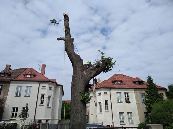 Rizikové kácení stromu: Praha
