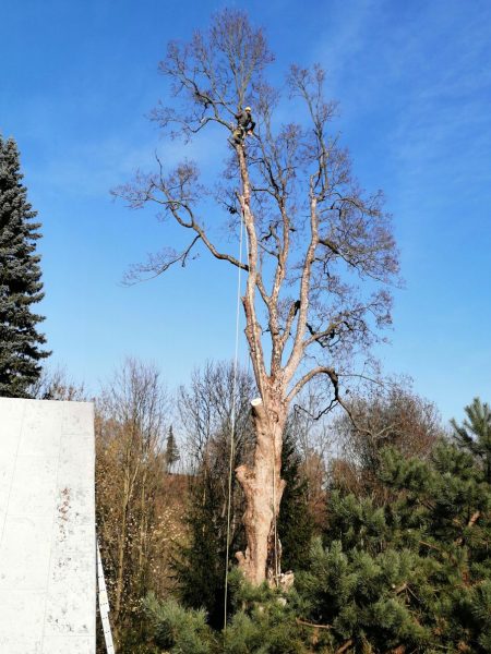Rizikové kácení stromu, Tample
