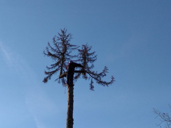 Rizikové kácení stromu: Praha