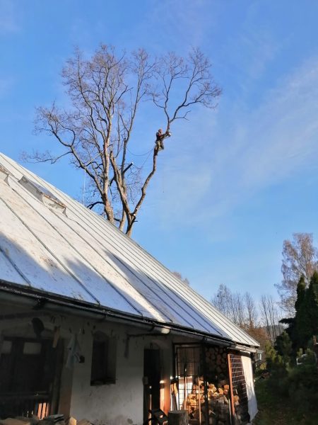 Rizikové kácení stromu, Tample