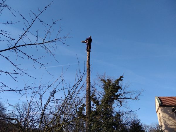 Rizikové kácení stromu: Praha