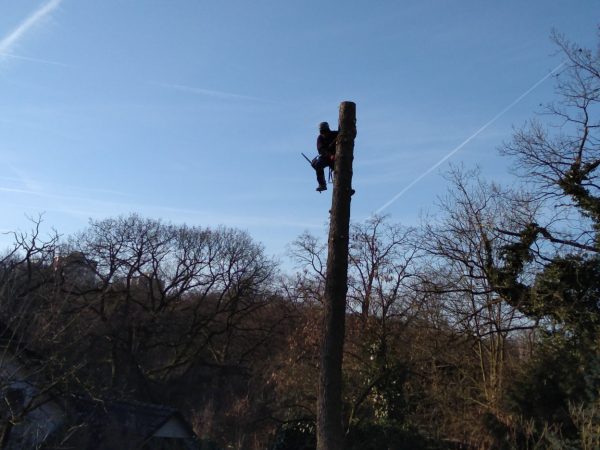 Rizikové kácení stromu: Praha