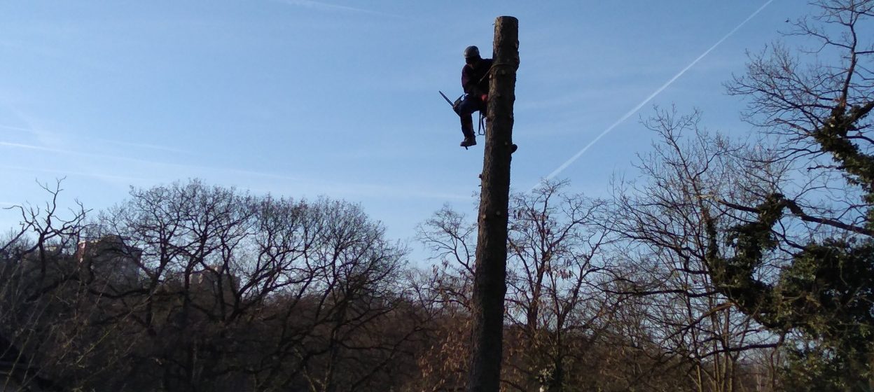 Rizikové kácení stromu: Praha