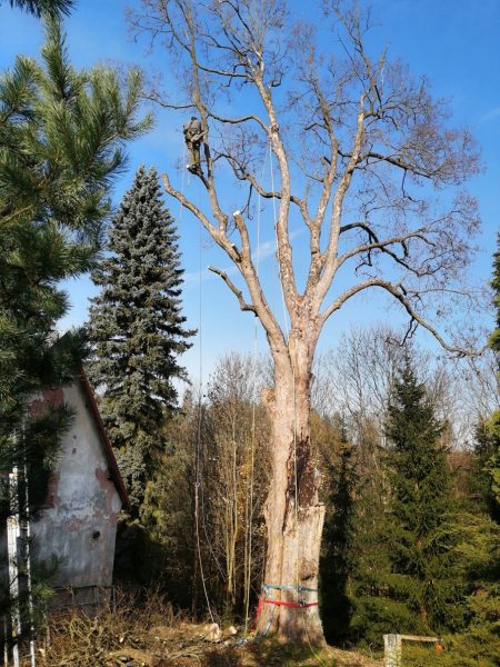 Rizikové kácení stromu, Tample