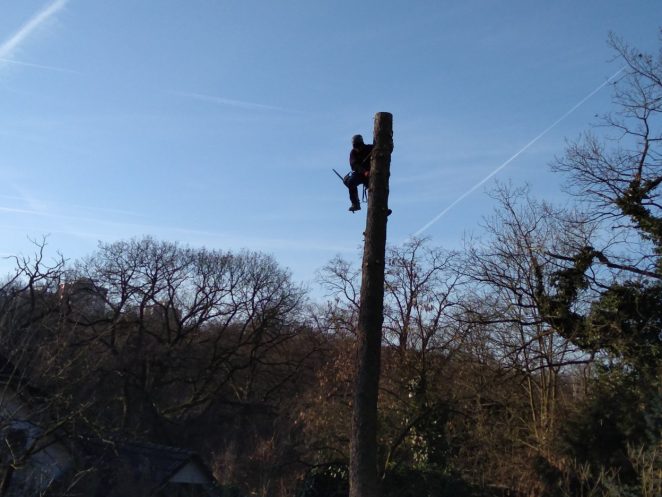 Rizikové kácení stromu: Praha