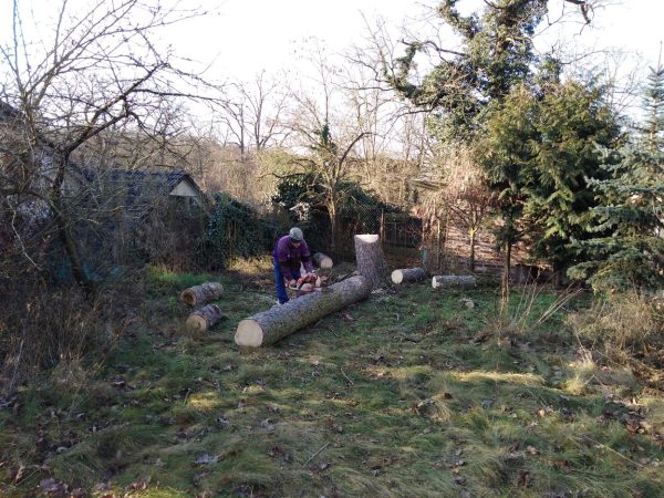 Rizikové kácení stromu: Praha