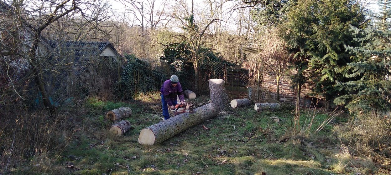 Zákon o kácení stromů – nejdůležitější informace v lidské řeči