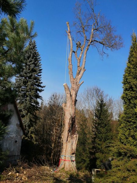 Rizikové kácení stromu, Tample