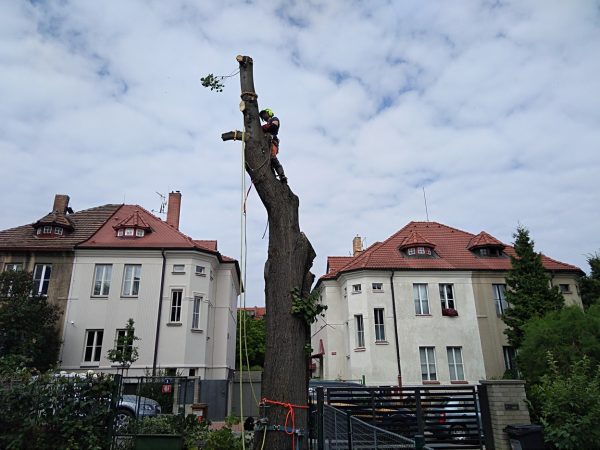 Rizikové kácení stromu: Praha