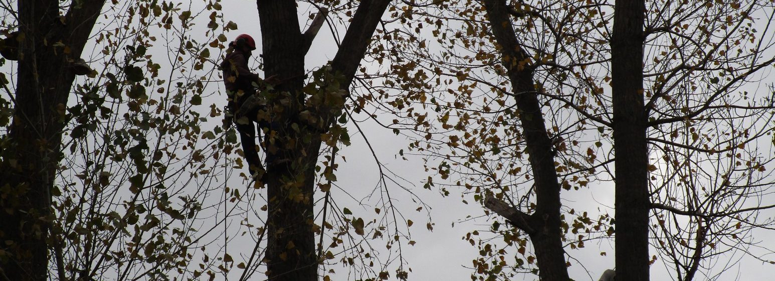 Rizikové kácení a prořez stromů: Praha – Radotín