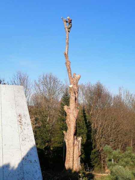 Rizikové kácení stromu, Tample