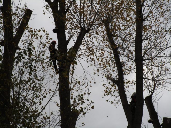 Rizikové kácení a prořez stromů: Praha – Radotín