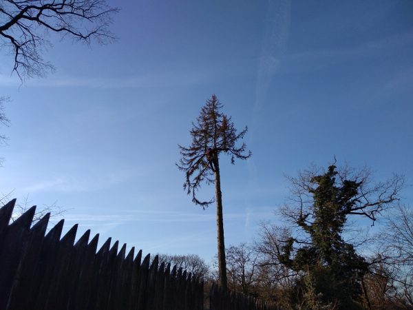 Rizikové kácení stromu: Praha