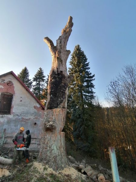 Rizikové kácení stromu, Tample