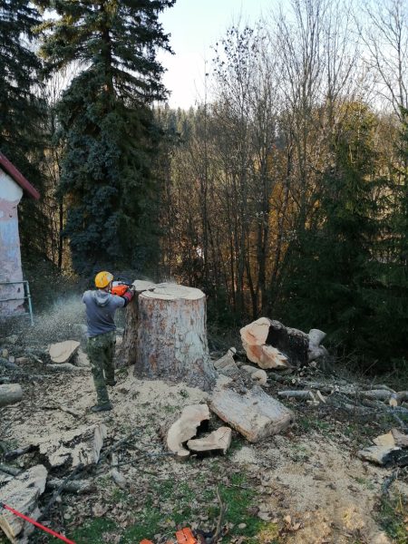 Rizikové kácení stromu, Tample