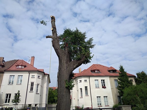 Rizikové kácení stromu: Praha