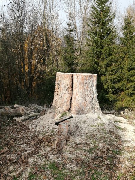 Rizikové kácení stromu, Tample