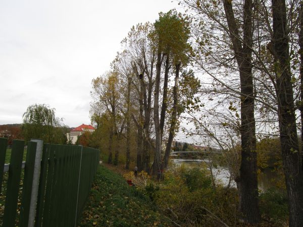 Rizikové kácení a prořez stromů: Praha – Radotín