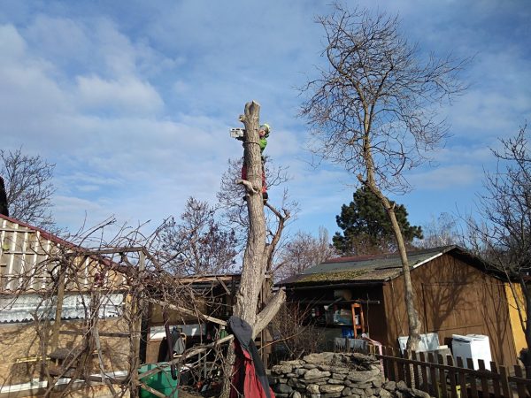 Rizikové kácení ořešáku: Praha