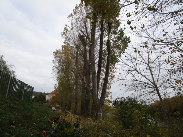 Rizikové kácení a prořez stromů: Praha – Radotín