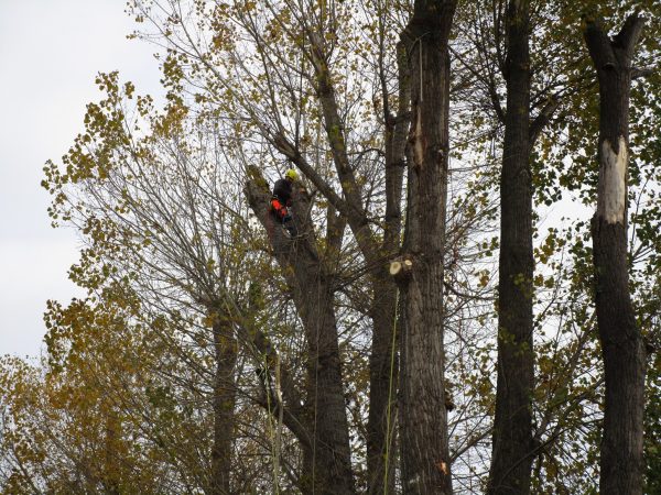 Rizikové kácení a prořez stromů: Praha – Radotín