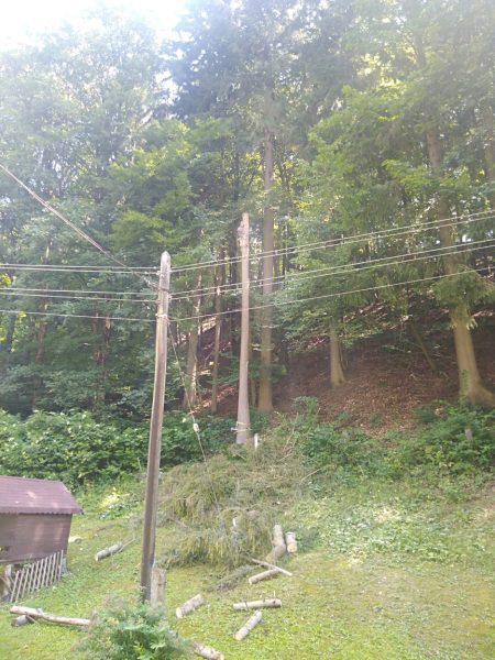 Rizikové kácení stromů: liberecký kraj