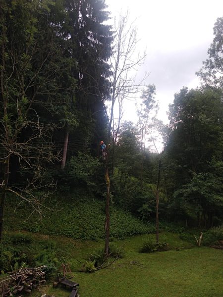 Rizikové kácení stromů: liberecký kraj