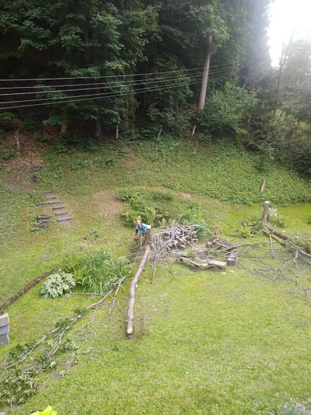 Rizikové kácení stromů: liberecký kraj