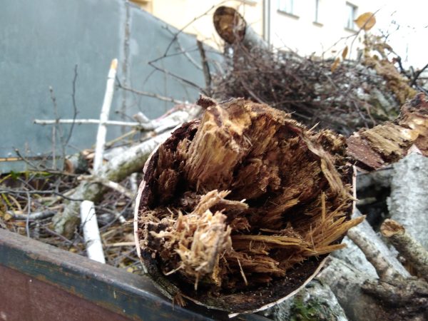 Rizikové kácení stromu: Praha