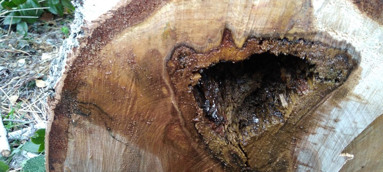 Choroby ovocných stromů: Co může ohrozit vaše stromy?